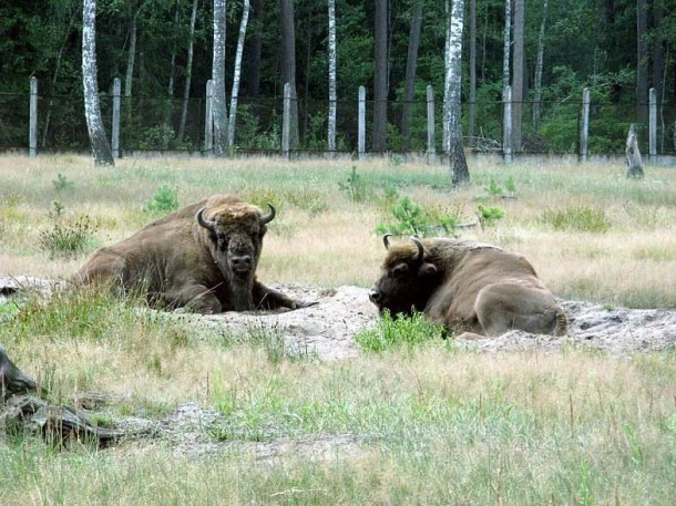 Беловежская пуща