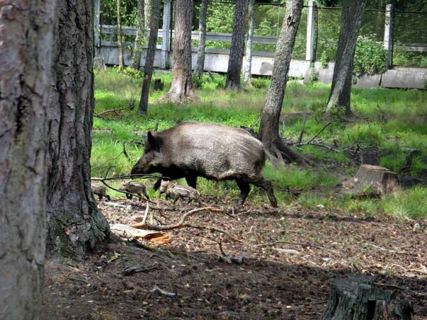 Беловежская пуща