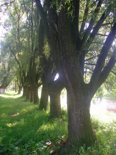 Старая Русса. Курорт и «Братья Карамазовы»