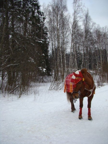 Шуваловский парк