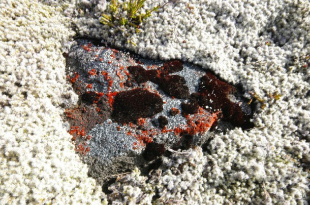 Новая Зеландия. Tongariro Crossing.