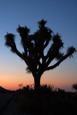 Joshua Tree National Park