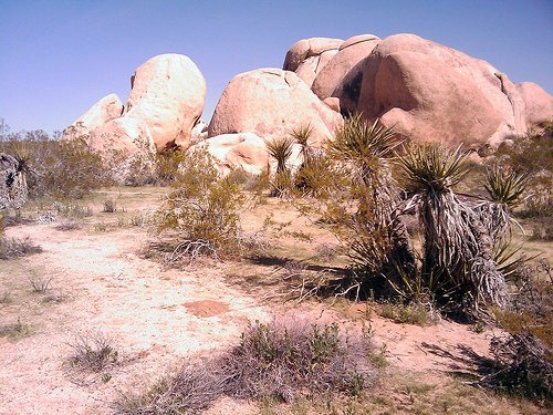 Joshua Tree National Park