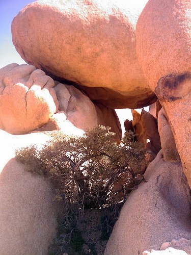 Joshua Tree National Park