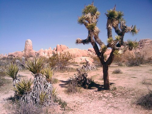 Joshua Tree National Park