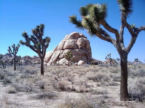 Joshua Tree National Park