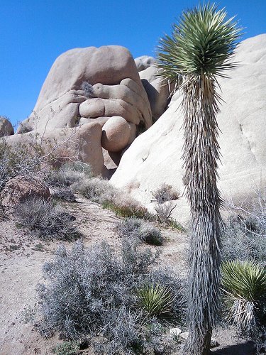 Joshua Tree National Park