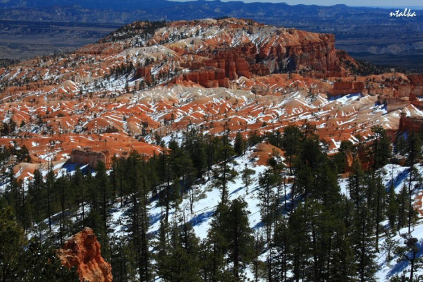 Bryce canyon.. It is a hell of a place to lose a cow