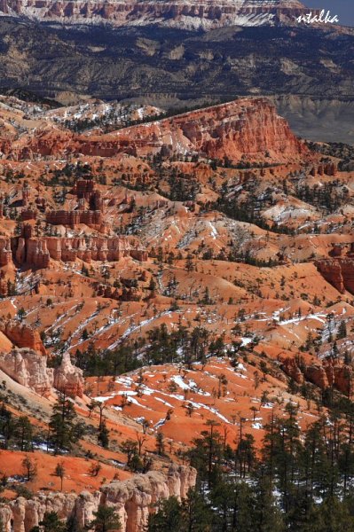 Bryce canyon.. It is a hell of a place to lose a cow