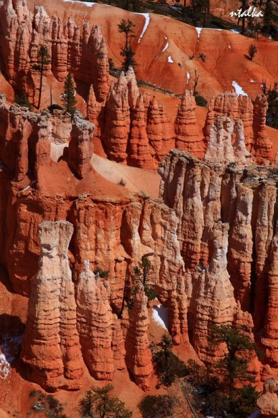 Bryce canyon.. It is a hell of a place to lose a cow