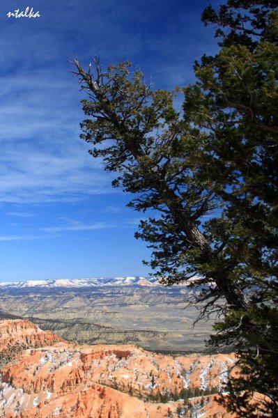 Bryce canyon.. It is a hell of a place to lose a cow