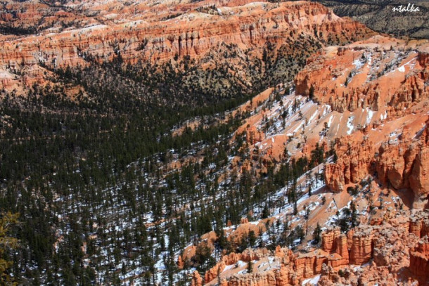 Bryce canyon.. It is a hell of a place to lose a cow