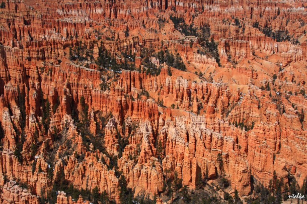 Bryce canyon.. It is a hell of a place to lose a cow