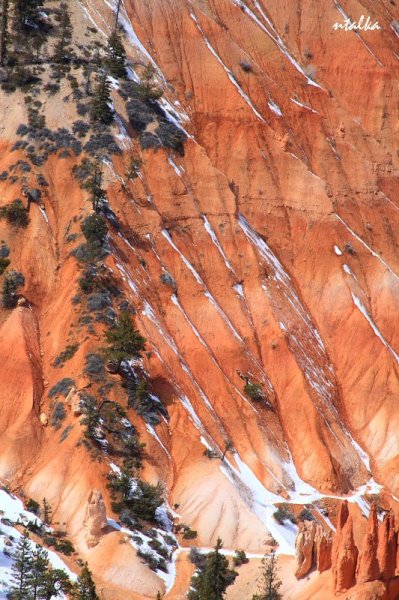 Bryce canyon.. It is a hell of a place to lose a cow