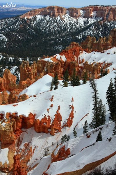 Bryce canyon.. It is a hell of a place to lose a cow