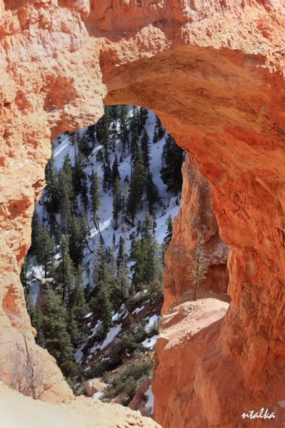 Bryce canyon.. It is a hell of a place to lose a cow