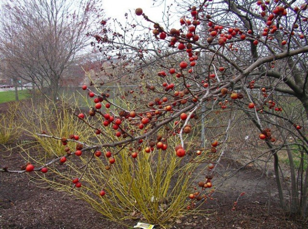 Ньюарк, штат Делавер, (городок под Вилмингтоном)