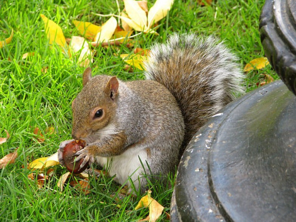 Boston. Boston Common Park. Public Gardens.