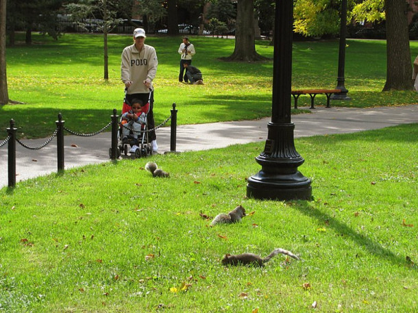 Boston. Boston Common Park. Public Gardens.