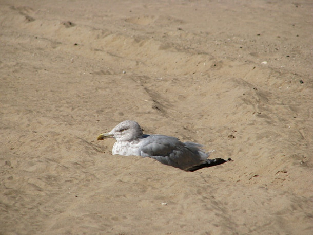 New York. Brighton Beach.