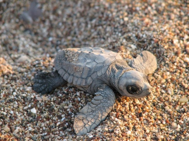 Все-все, что я знаю про черепах Caretta-Caretta:)