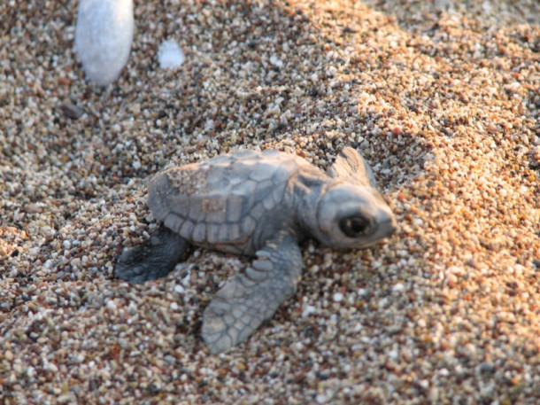 Все-все, что я знаю про черепах Caretta-Caretta:)