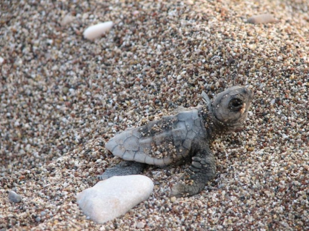 Все-все, что я знаю про черепах Caretta-Caretta:)