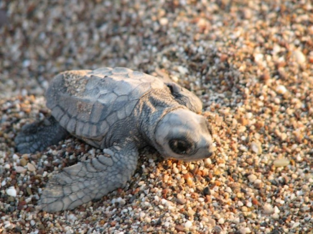 Все-все, что я знаю про черепах Caretta-Caretta:)