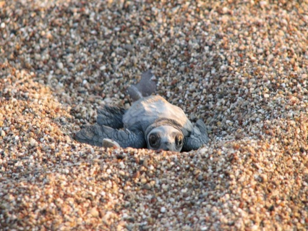 Все-все, что я знаю про черепах Caretta-Caretta:)