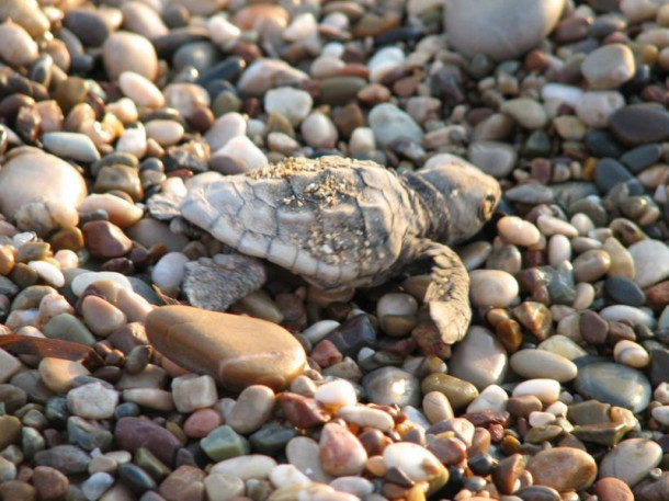 Все-все, что я знаю про черепах Caretta-Caretta:)