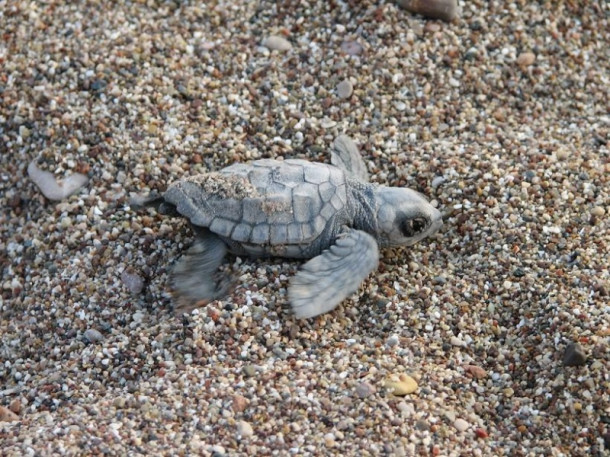 Все-все, что я знаю про черепах Caretta-Caretta:)