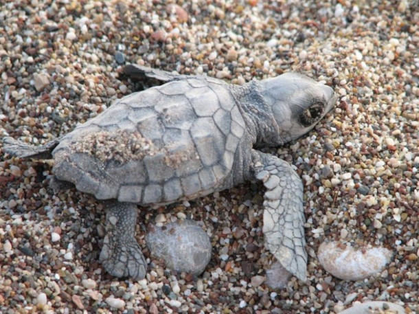 Все-все, что я знаю про черепах Caretta-Caretta:)