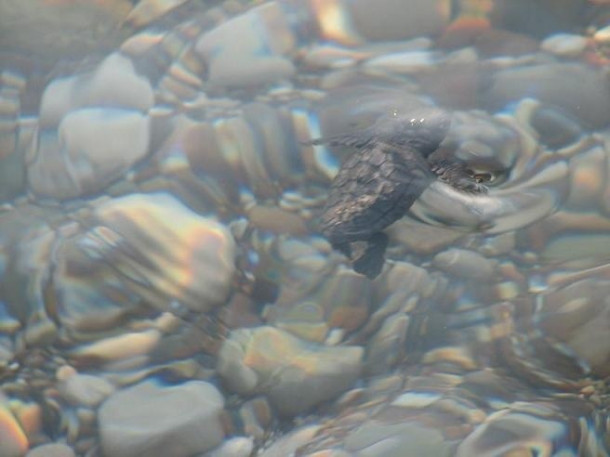 Все-все, что я знаю про черепах Caretta-Caretta:)