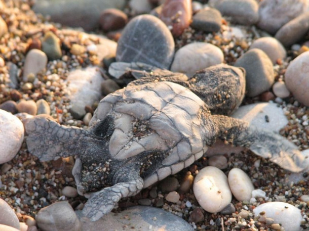 Все-все, что я знаю про черепах Caretta-Caretta:)