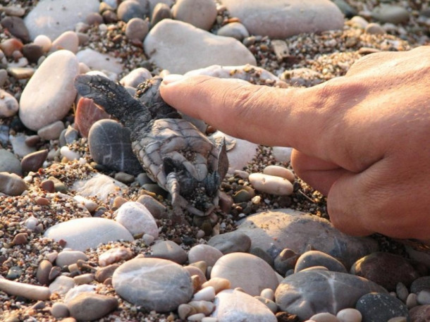 Все-все, что я знаю про черепах Caretta-Caretta:)