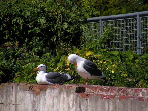 San Francisco. Alcatraz.