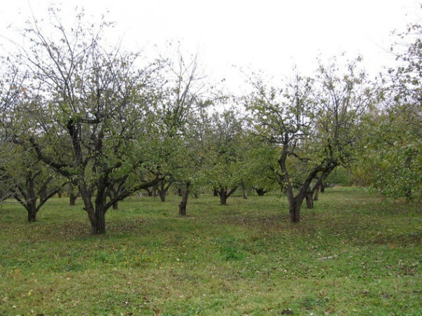 Тульская область. Ясная Поляна. 