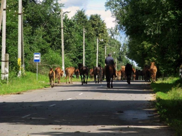 Хроники вымирающих деревень. Вищин, Кистени, Еленово