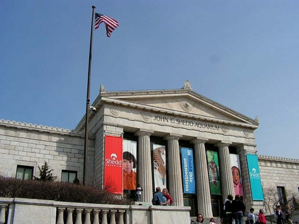 Chicago. Shedd Aquarium.