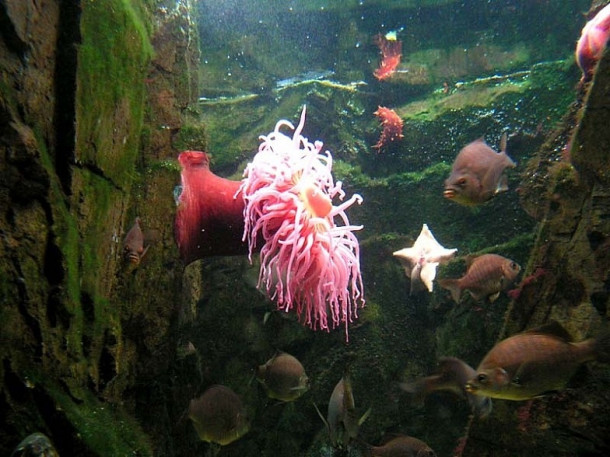 Chicago. Shedd Aquarium.