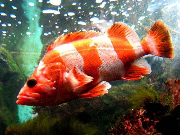 Chicago. Shedd Aquarium.