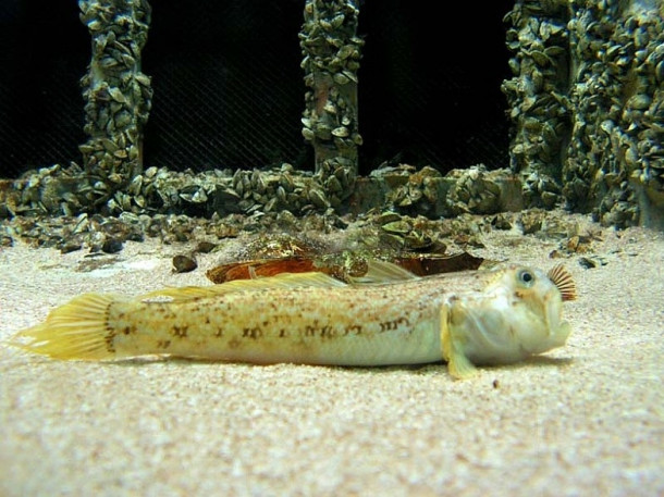 Chicago. Shedd Aquarium.