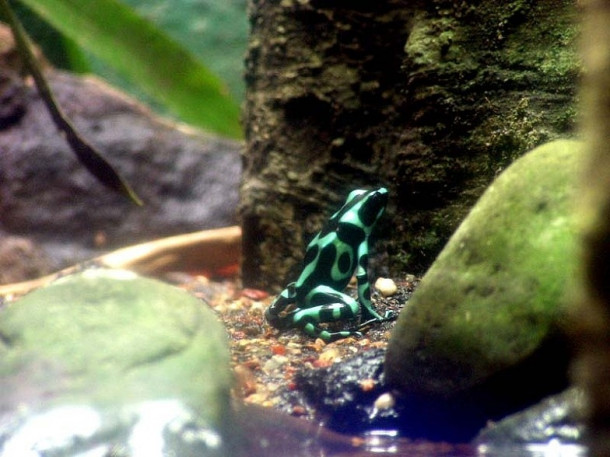 Chicago. Shedd Aquarium.