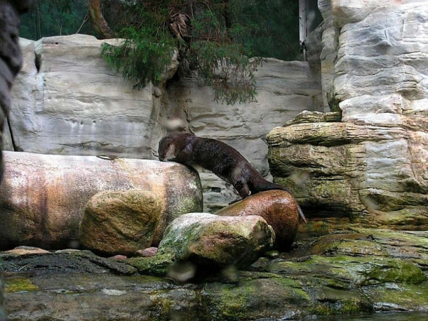 Chicago. Shedd Aquarium.