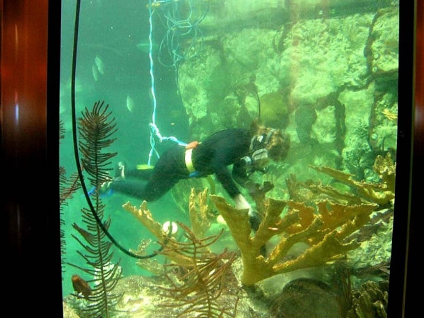 Chicago. Shedd Aquarium.