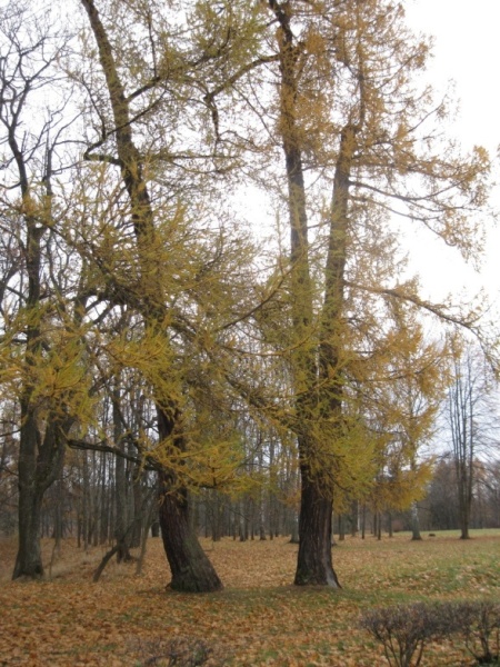 Ломоносов (Ораниенбаум) в ноябре