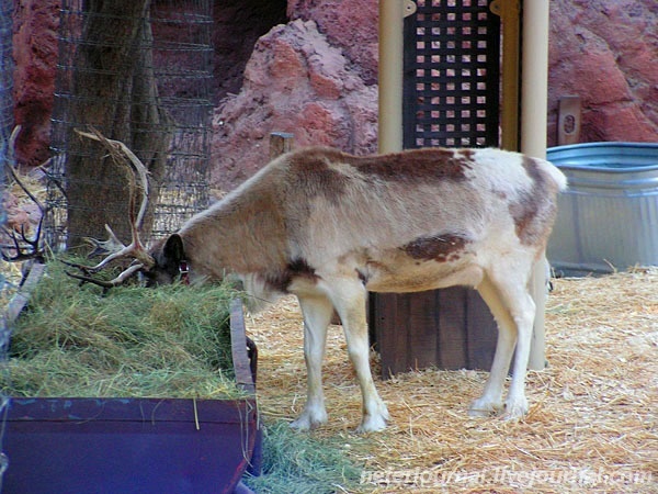 Disneyland Park California. Часть 2.