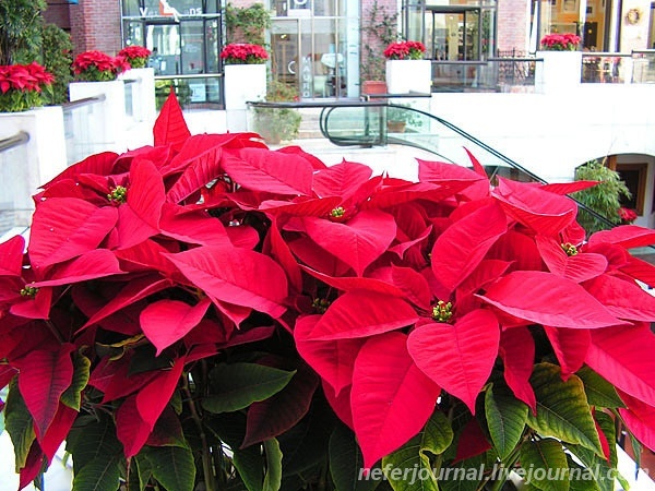 Los Angeles. Regent Beverly Wilshire Hotel. Rodeo Drive.