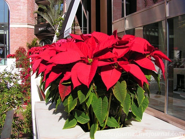 Los Angeles. Regent Beverly Wilshire Hotel. Rodeo Drive.