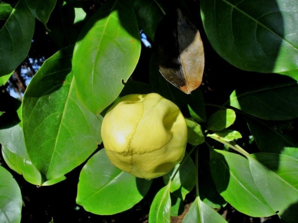 Chocolate Festival at Fairchild Tropical Botanic Gardens.